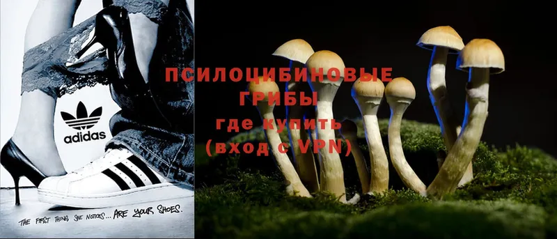 Псилоцибиновые грибы Cubensis  omg онион  Невельск 